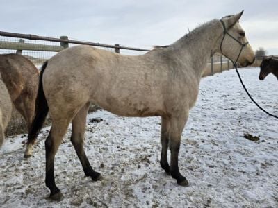 Pearl Drift JW <BR>AQHA 6223521